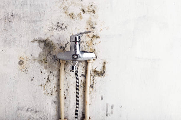 Best Same-Day Mold Removal  in Antioch, IL