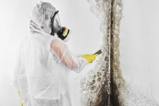 Best Toxic Mold Removal  in Antioch, IL