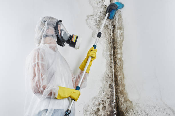 Best Professional Mold Removal  in Antioch, IL