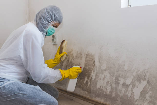 Professional Mold Removal in Antioch, IL