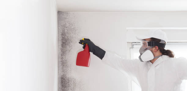 Mold Testing and Removal in Antioch, IL