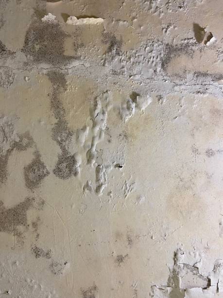 Best Mold Remediation  in Antioch, IL
