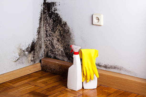 Best Emergency Mold Removal  in Antioch, IL