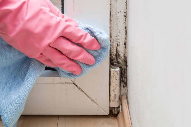 Best Office Mold Removal Services  in Antioch, IL