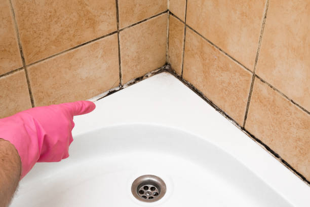 Best Fast Mold Removal  in Antioch, IL